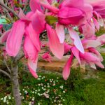 Copiii, femeia şi magnolia