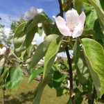 Ritmul vieţii şi ritmul vorbirii